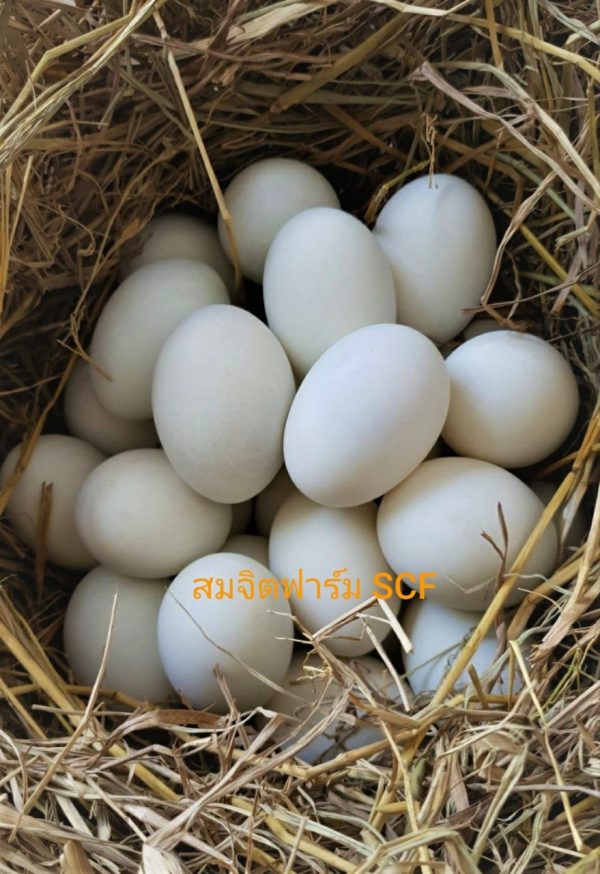 ไข่เค็ม - Image 2