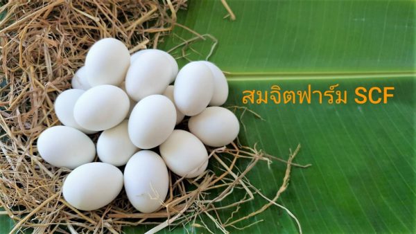 ไข่เค็ม - Image 5