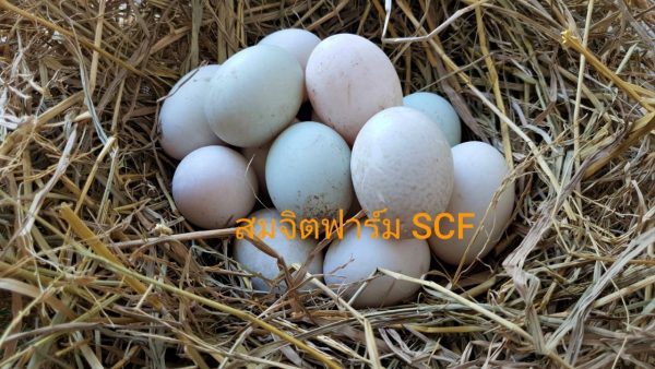 ไข่เป็ด - Image 2