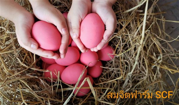 ไข่เยี่ยวม้า - Image 11