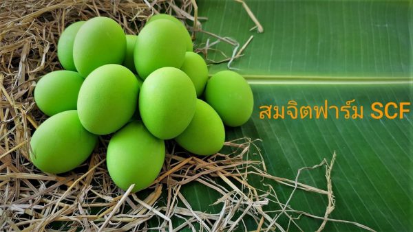 ไข่เยี่ยวม้า - Image 3