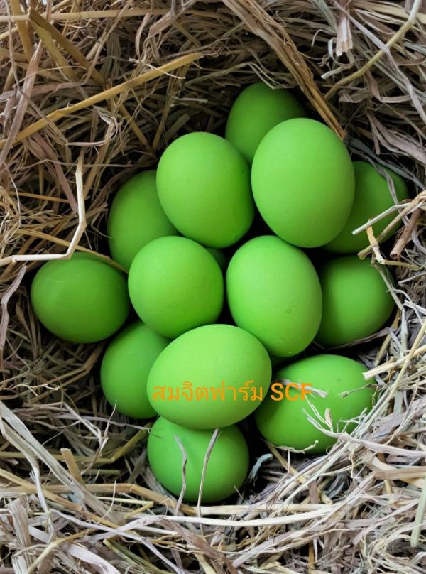 ไข่เยี่ยวม้า - Image 6
