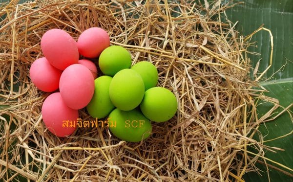ไข่เยี่ยวม้า - Image 8