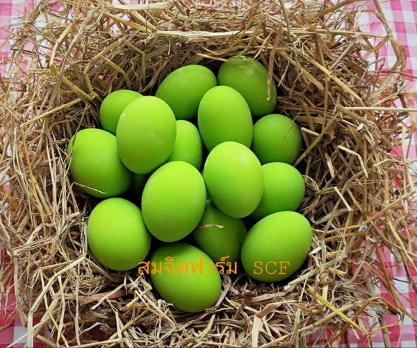 ไข่เยี่ยวม้า - Image 9