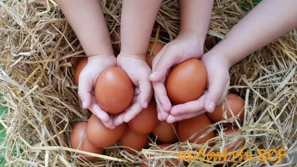 ไข่ไก่ - Image 2