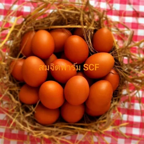 ไข่ไก่