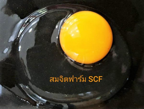 ไข่ไก่ - Image 3