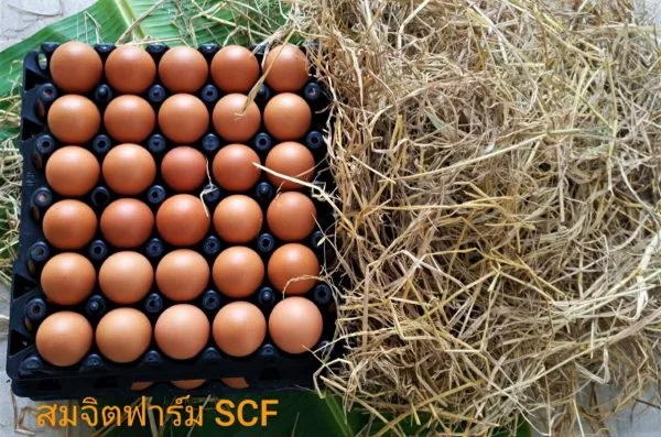 ไข่ไก่ - Image 4