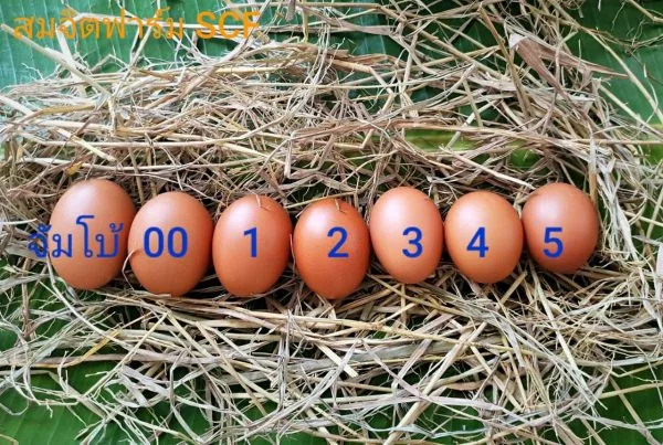 ไข่ไก่ - Image 6