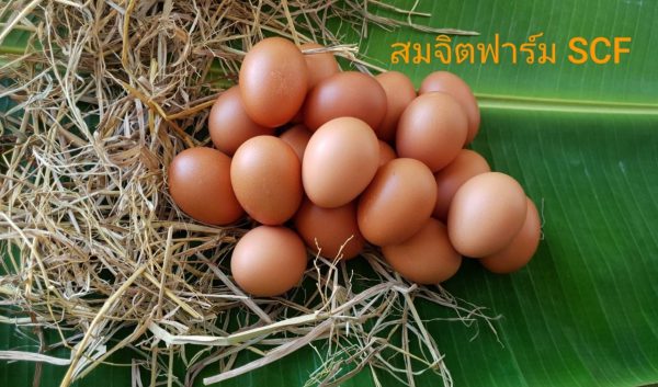 ไข่ไก่ - Image 7