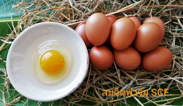 ไข่ไก่ - Image 8